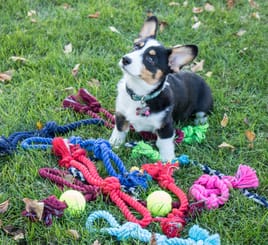 Paracord Pets